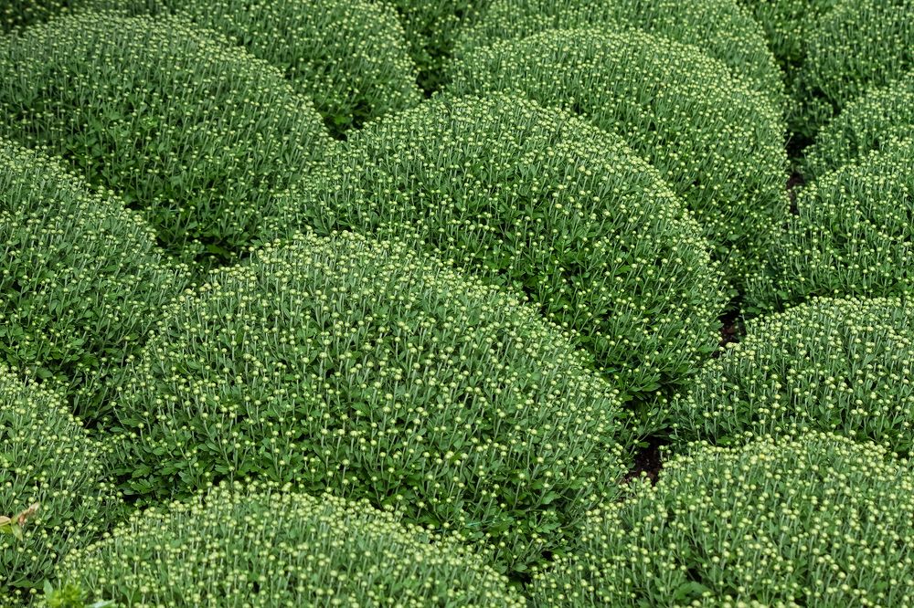 Photograph by Миронова Мила