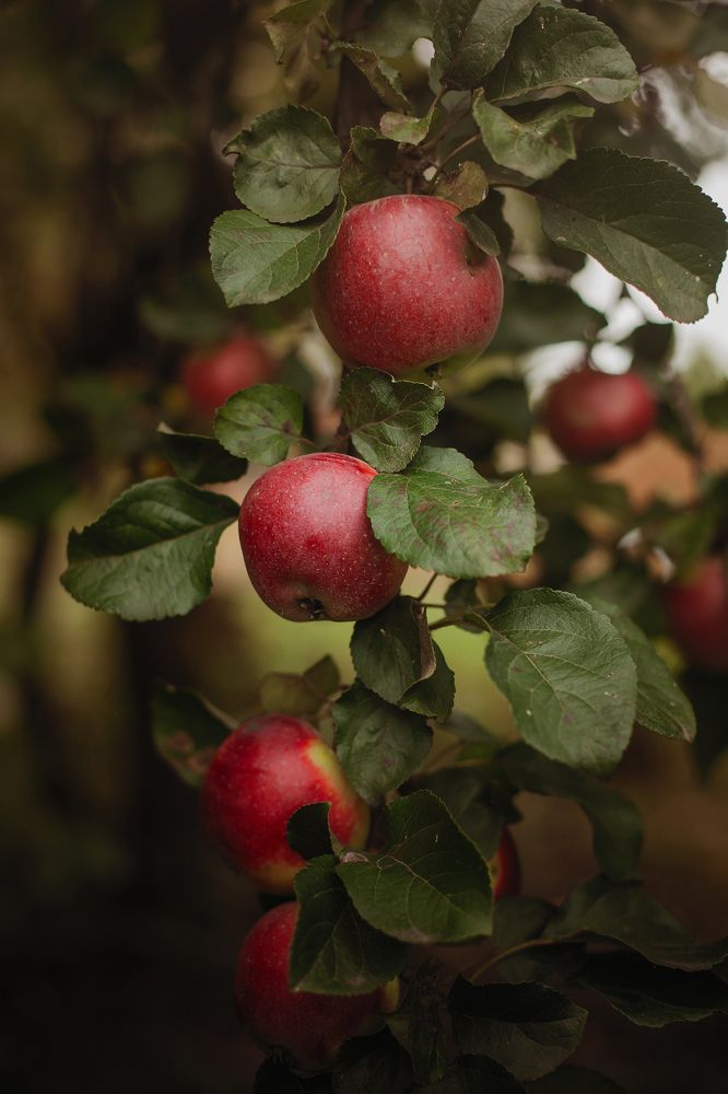 Photograph by Елена Тульчинская