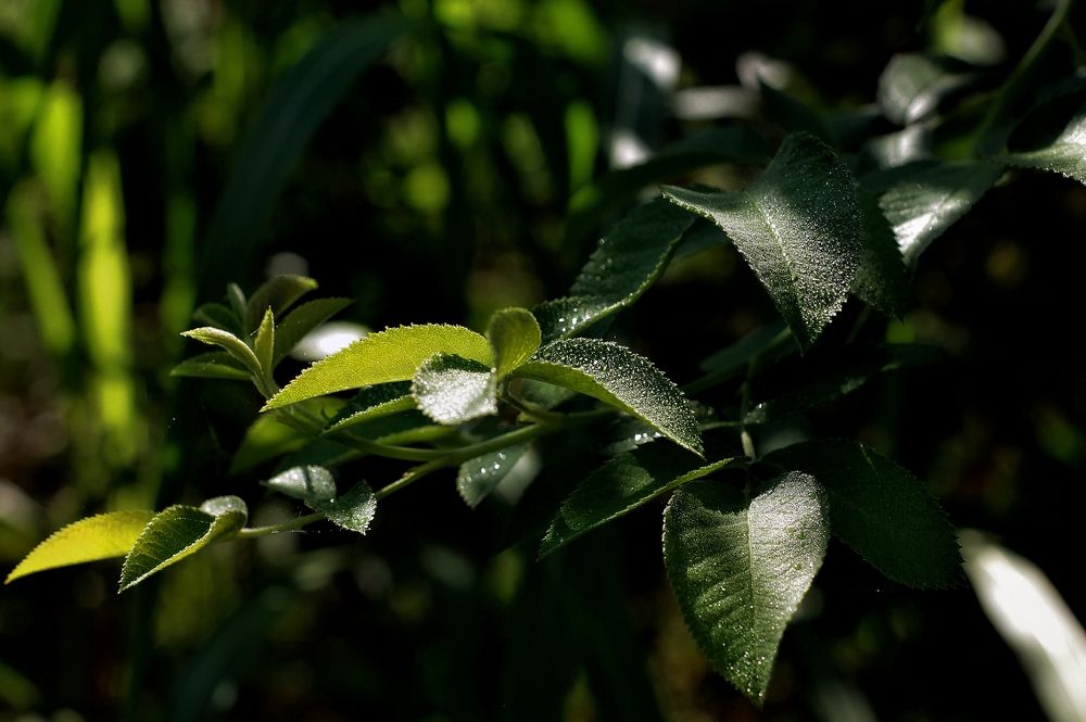 Фотография автора Таня Долгушева