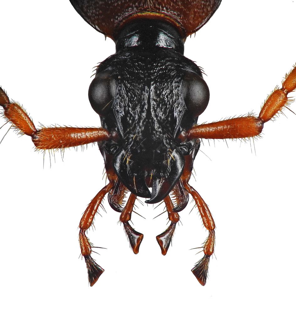 Carabidae