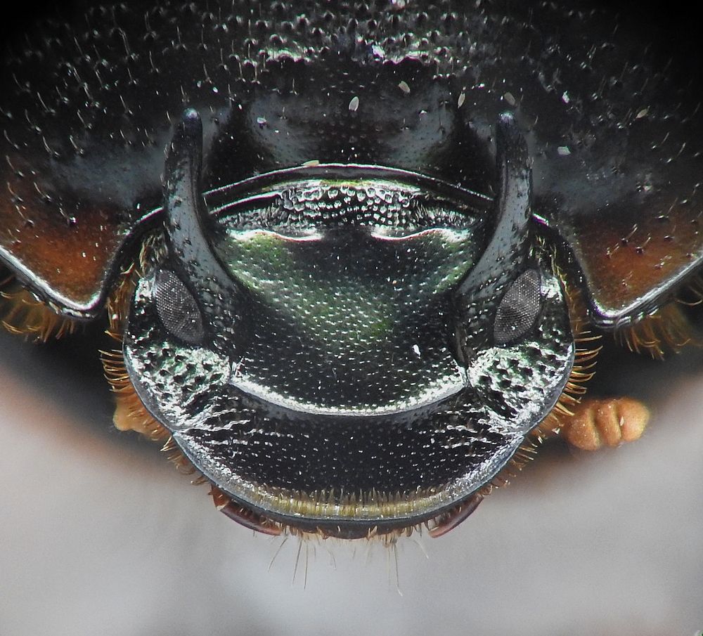 Photograph by Adeilson Melo