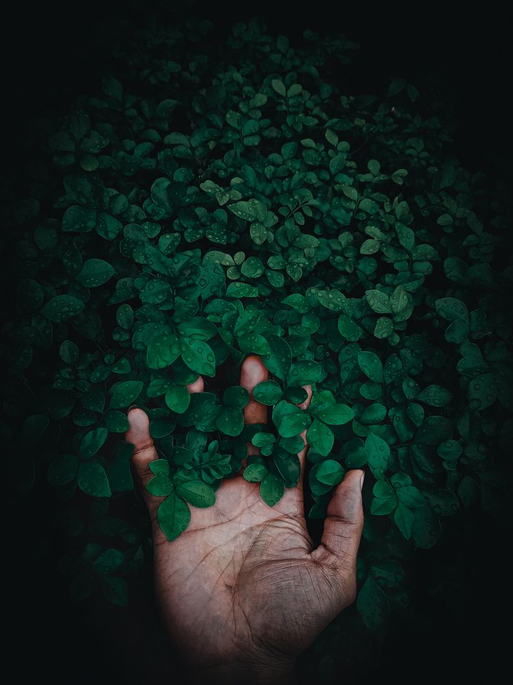 Hand in green leaves