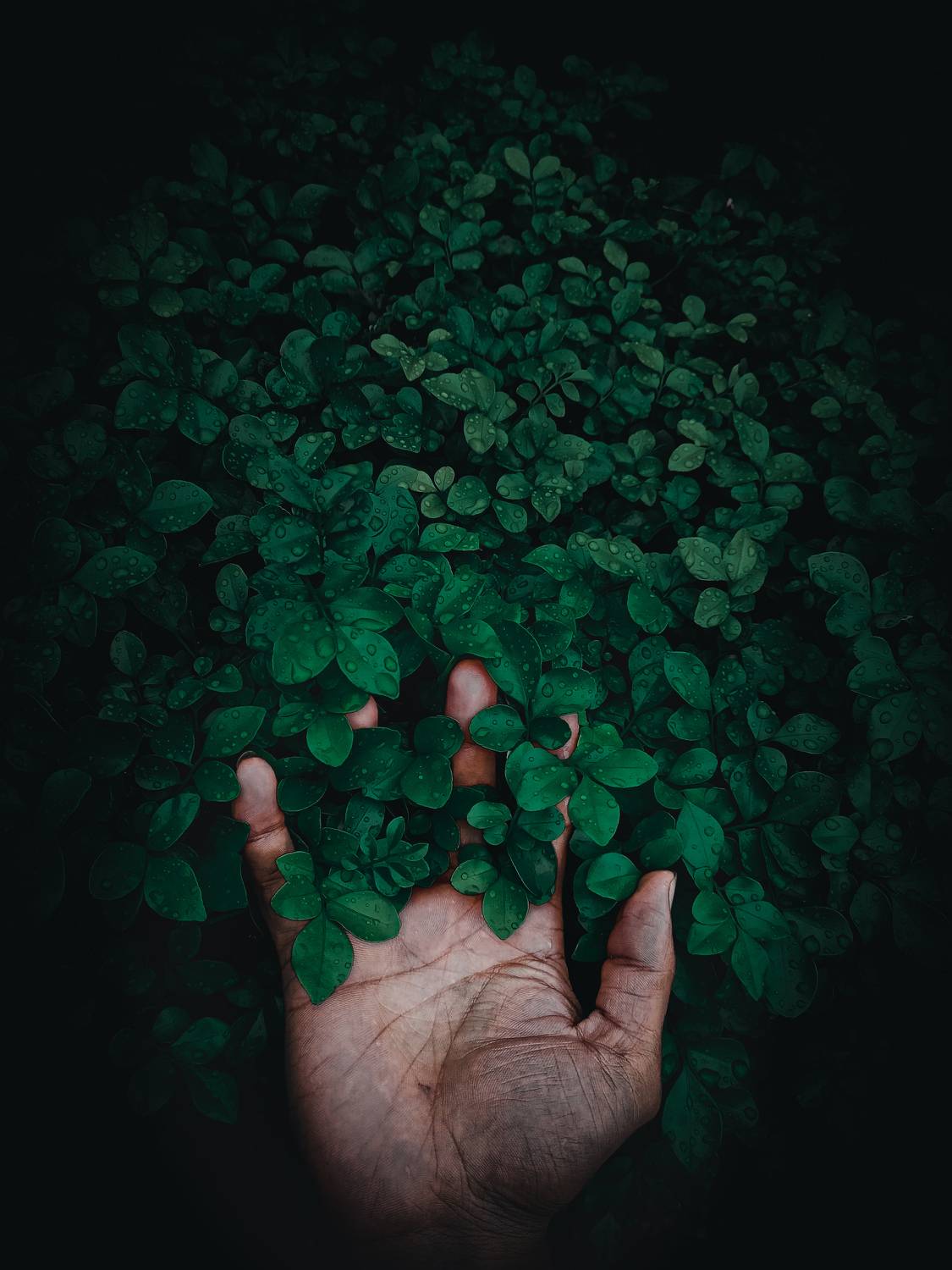 Hand in green leaves