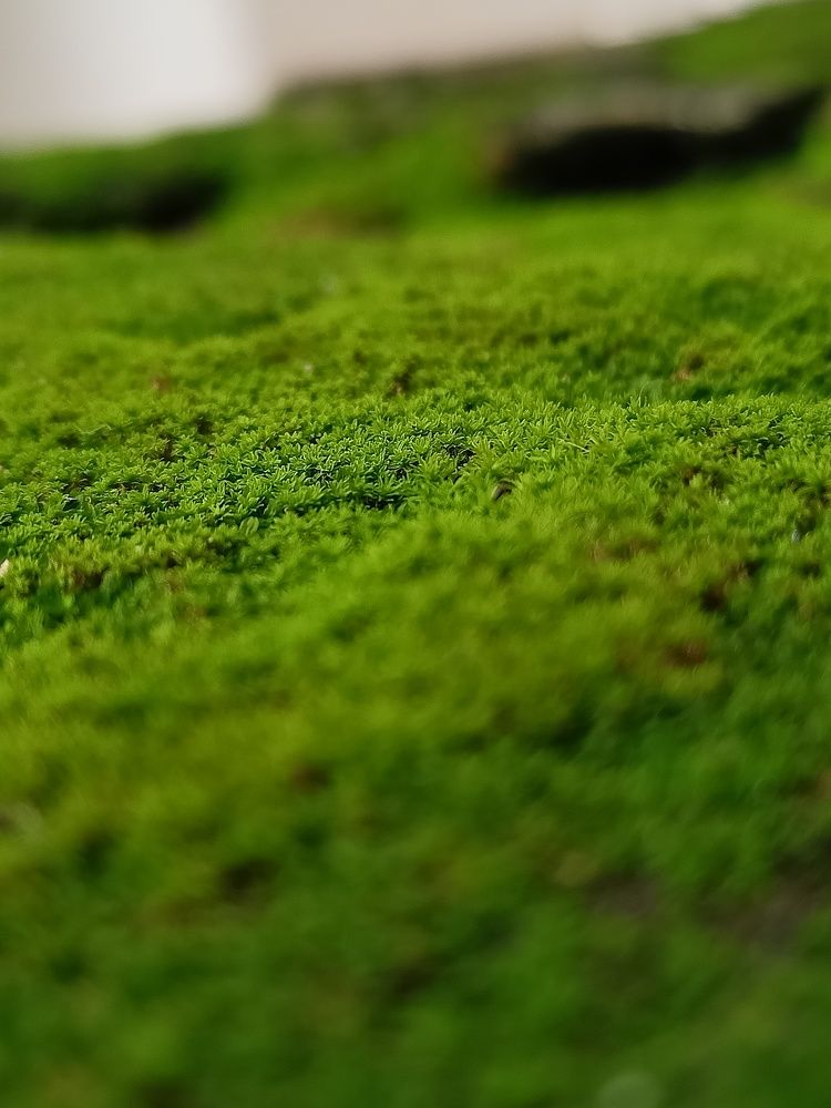 Photograph by Saad Alam Khan