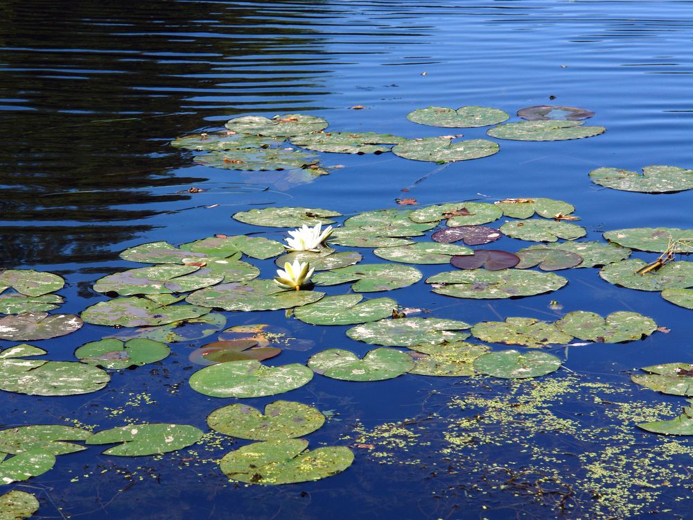 Photograph by Игорь Шевердин