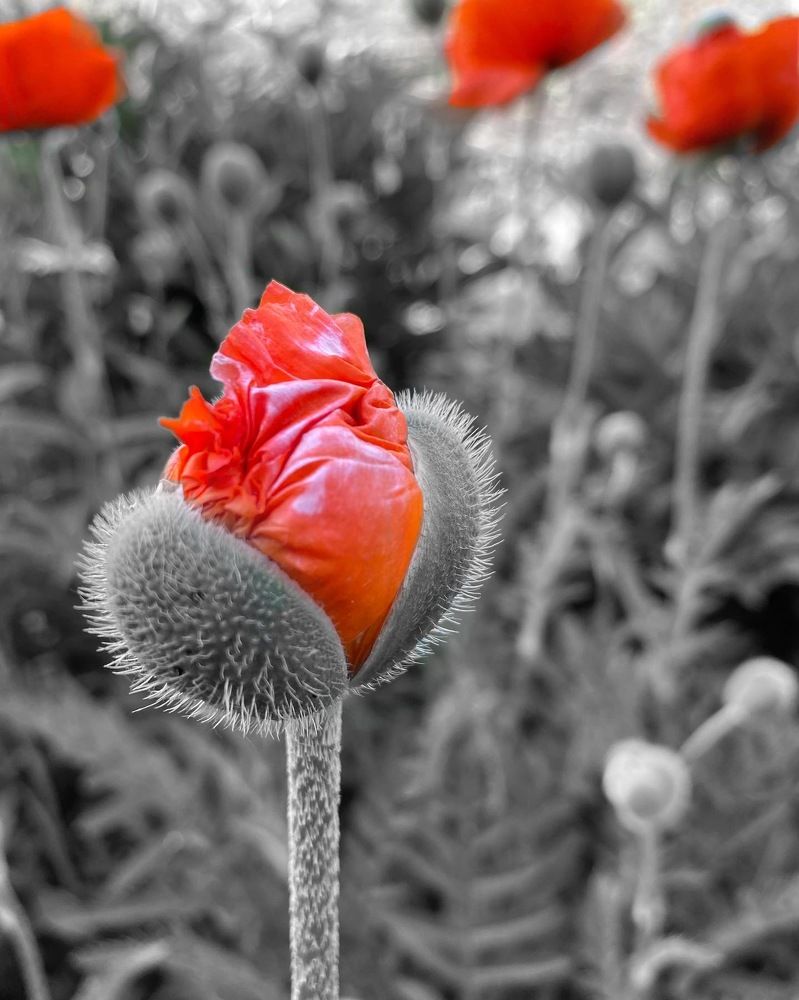 Photograph by Марина