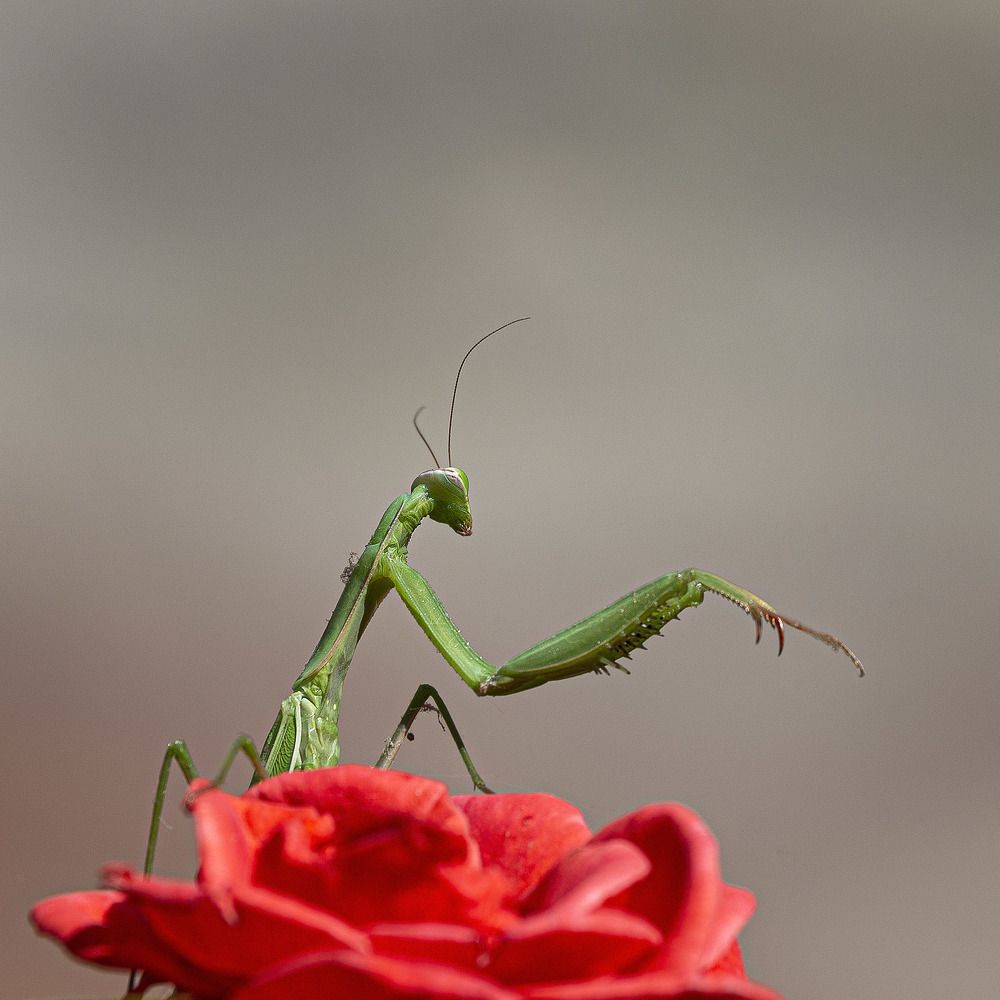 Фотография автора Анатолий Макоедов
