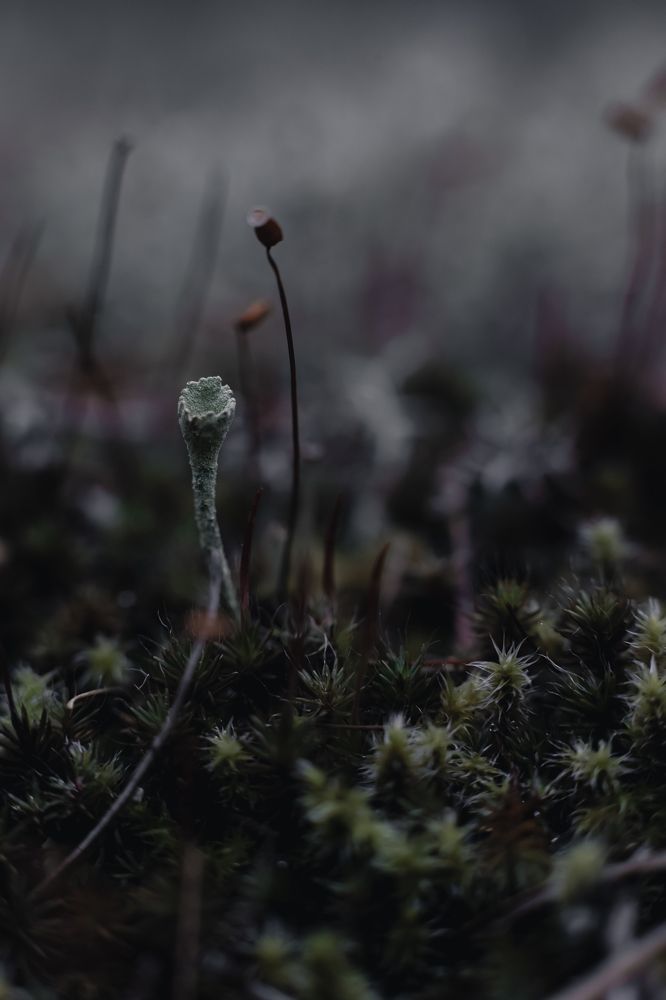 Photograph by Антон Хаткевич