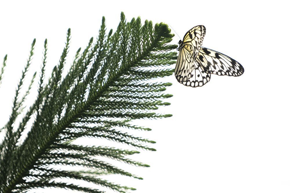 Фотография автора Fikriye Er