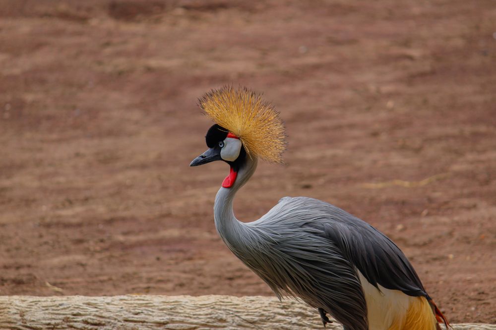 Фотография автора Raúl Emiliano Bazet Najera