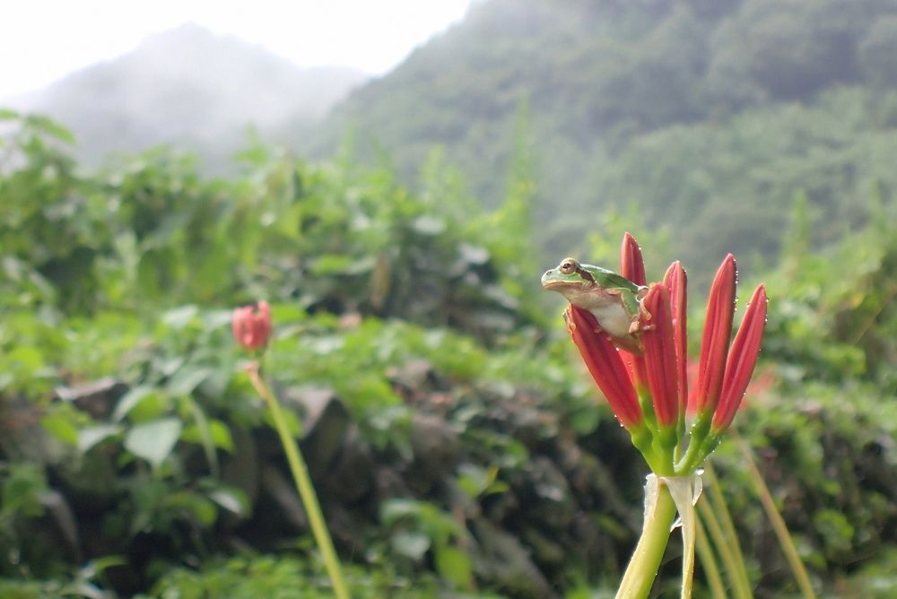 Photograph by Ohta Sigeki