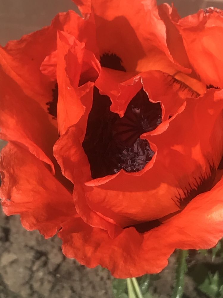 Photograph by Анар Амирова