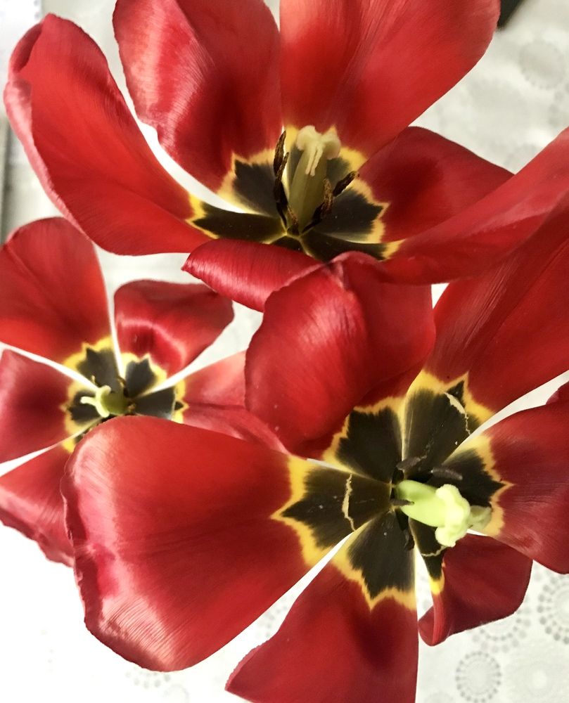 Photograph by Анар Амирова