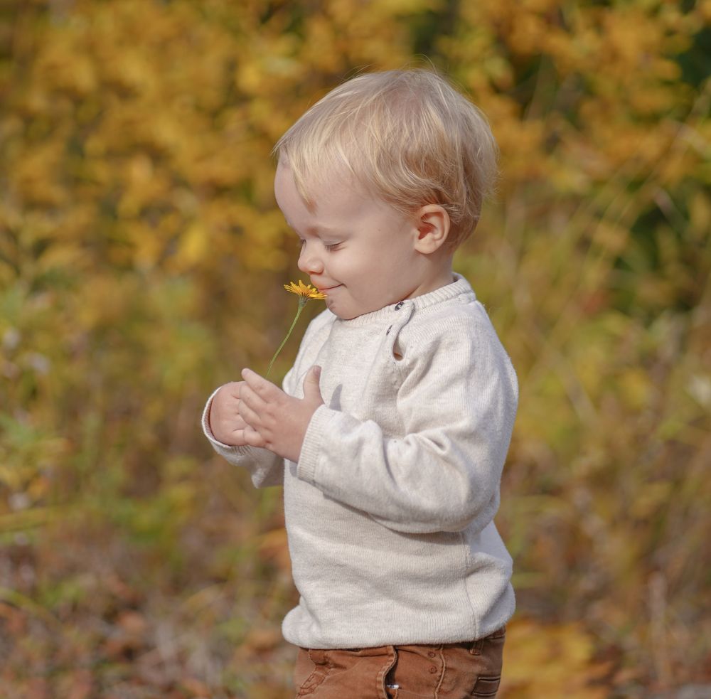 Одуванчик осенью