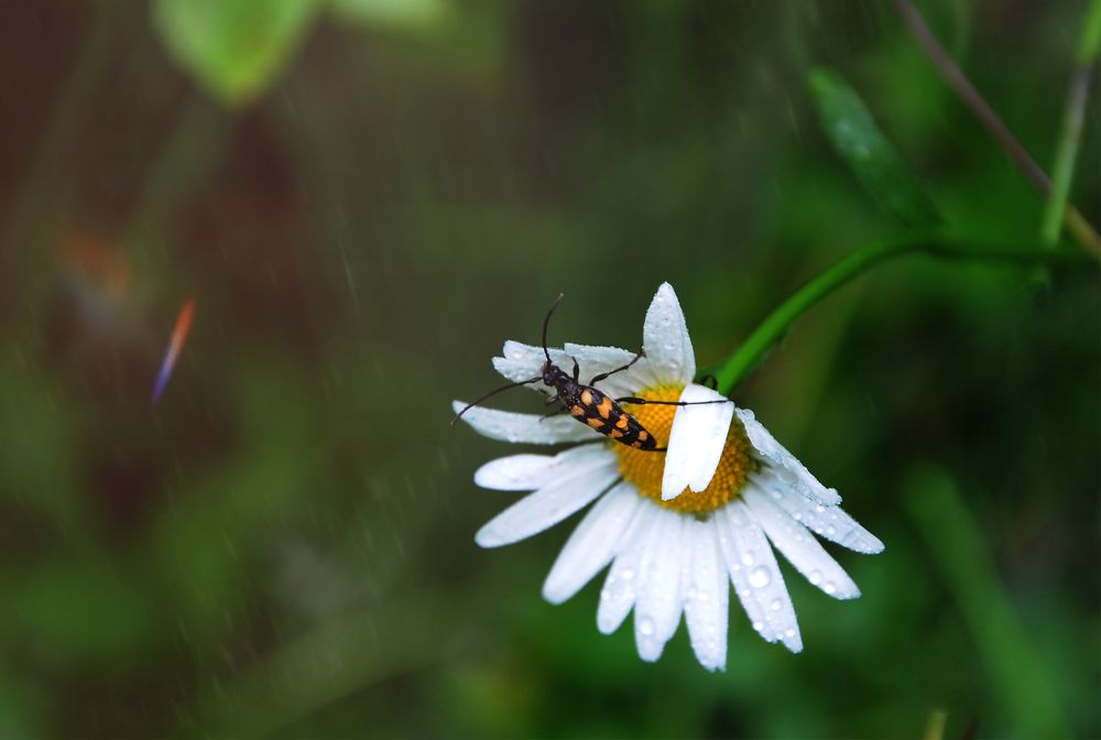 Фотография автора Олег Анатольевич Загорулько