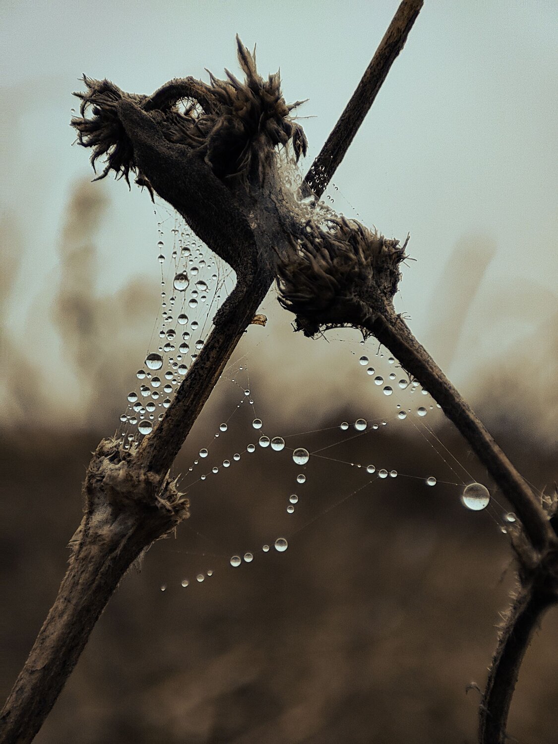 Photo #8109719