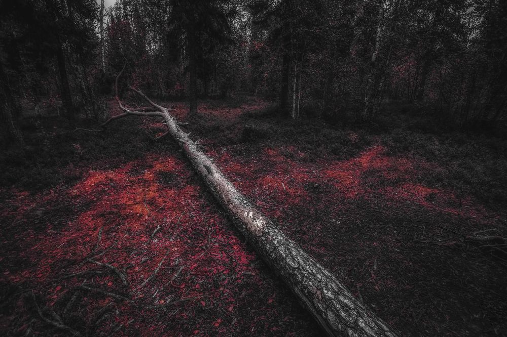 Photograph by Дмитрий Шавловский