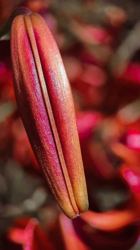 Photograph by Ирина Львова