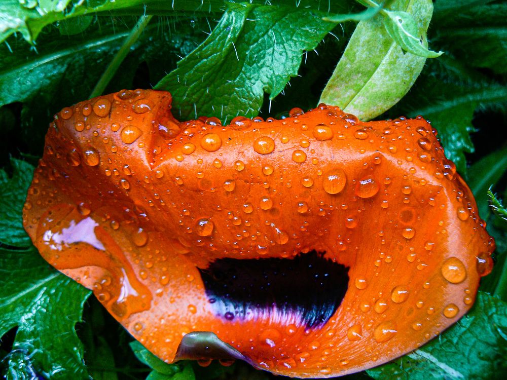 Photograph by Алексей Борисов