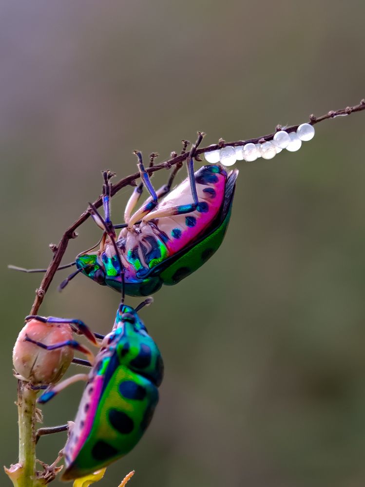 beetle