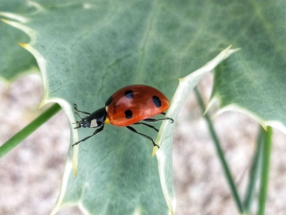 Photograph by Elena Kilina