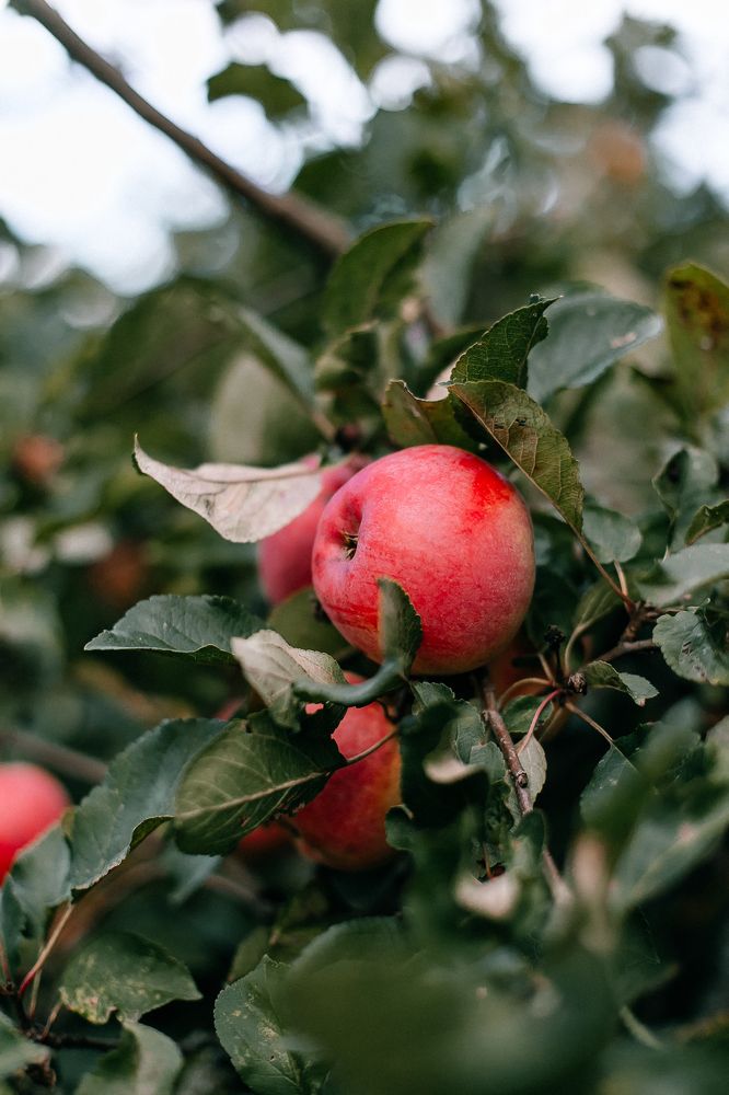 Photograph by Оксана Печкурова