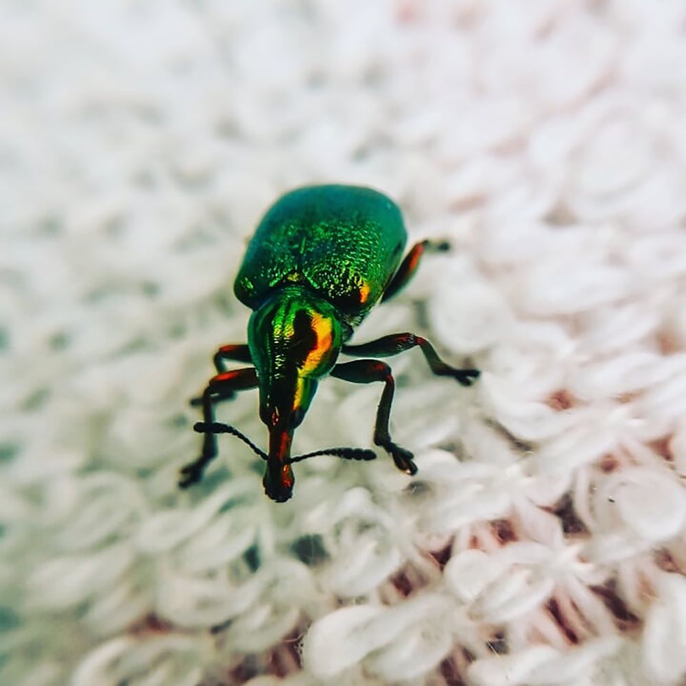 Рахитовый долгоносик