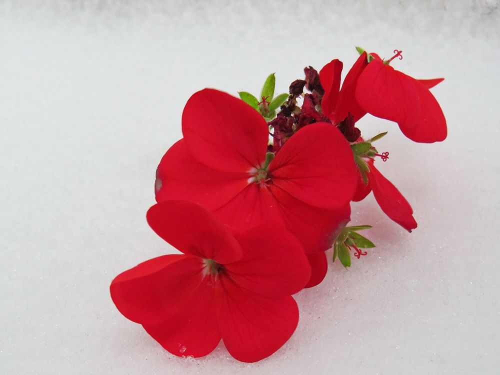 Red geranium flower in the snow
