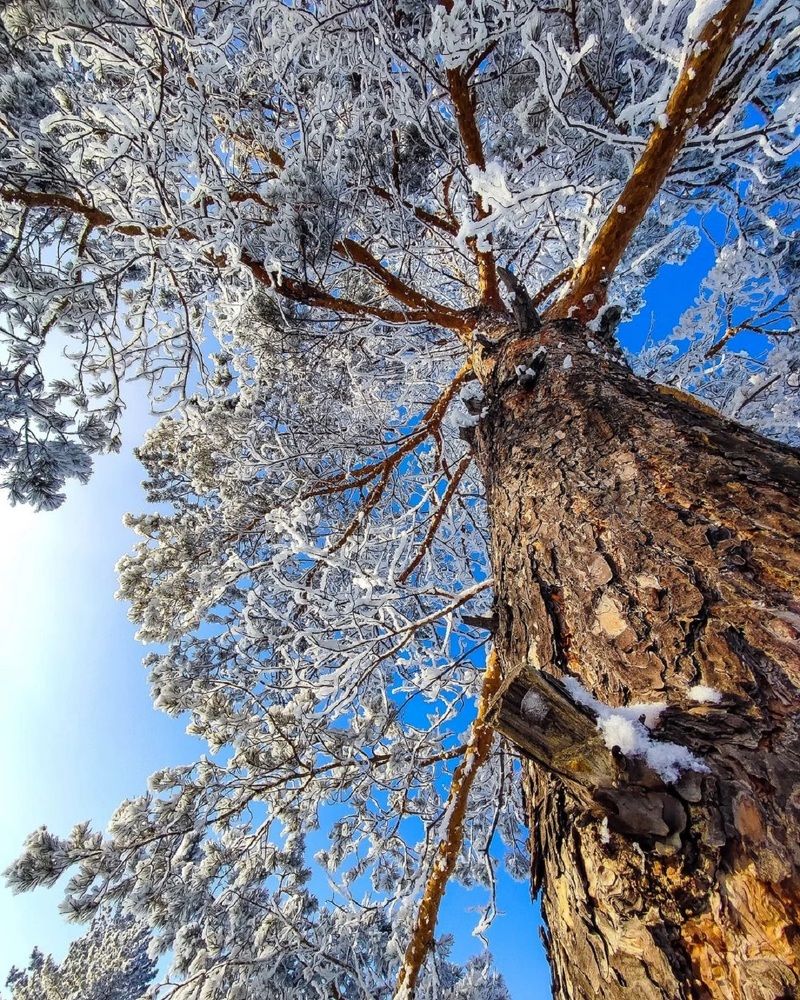 Синий синий иней