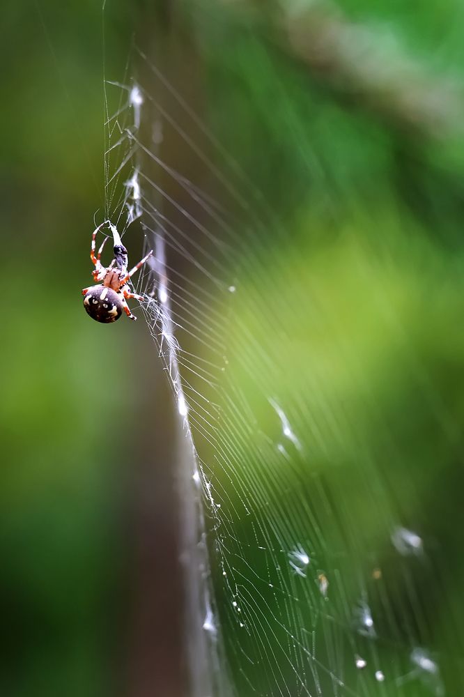 Photograph by Анна Кривицкая