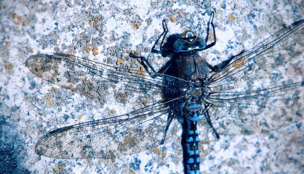 Photograph by Вероника Раевская
