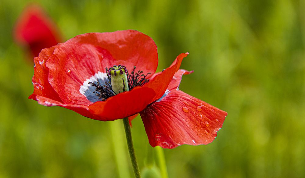 Photograph by Alex Kalpus