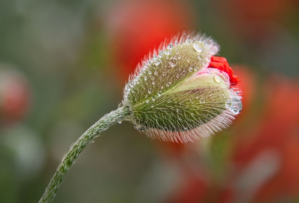 Photograph by Albina Kulikova