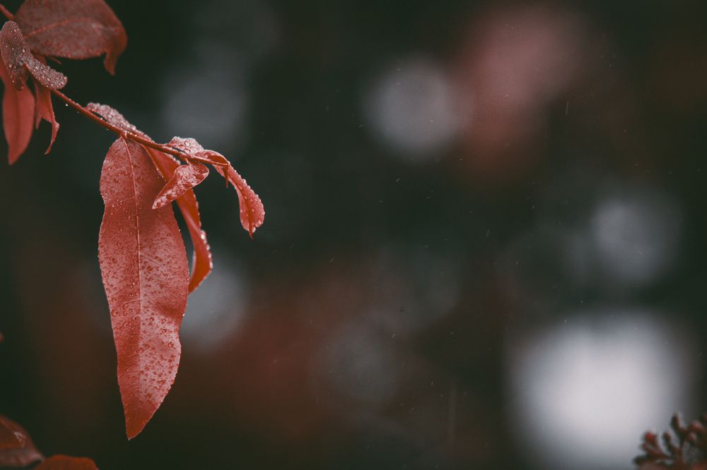 Photograph by Chau Nguyen