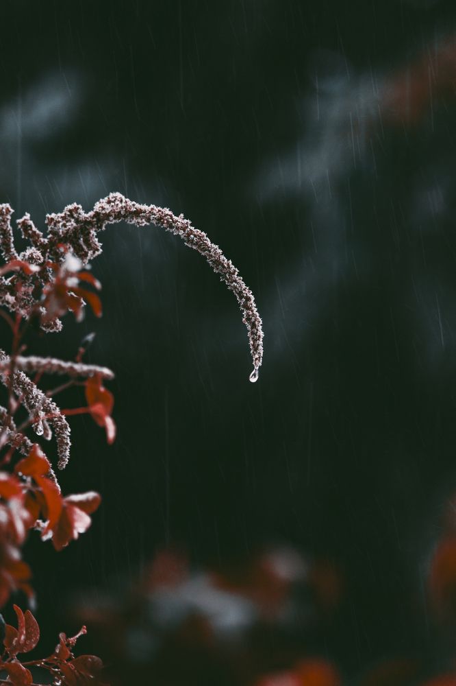 Photograph by Chau Nguyen