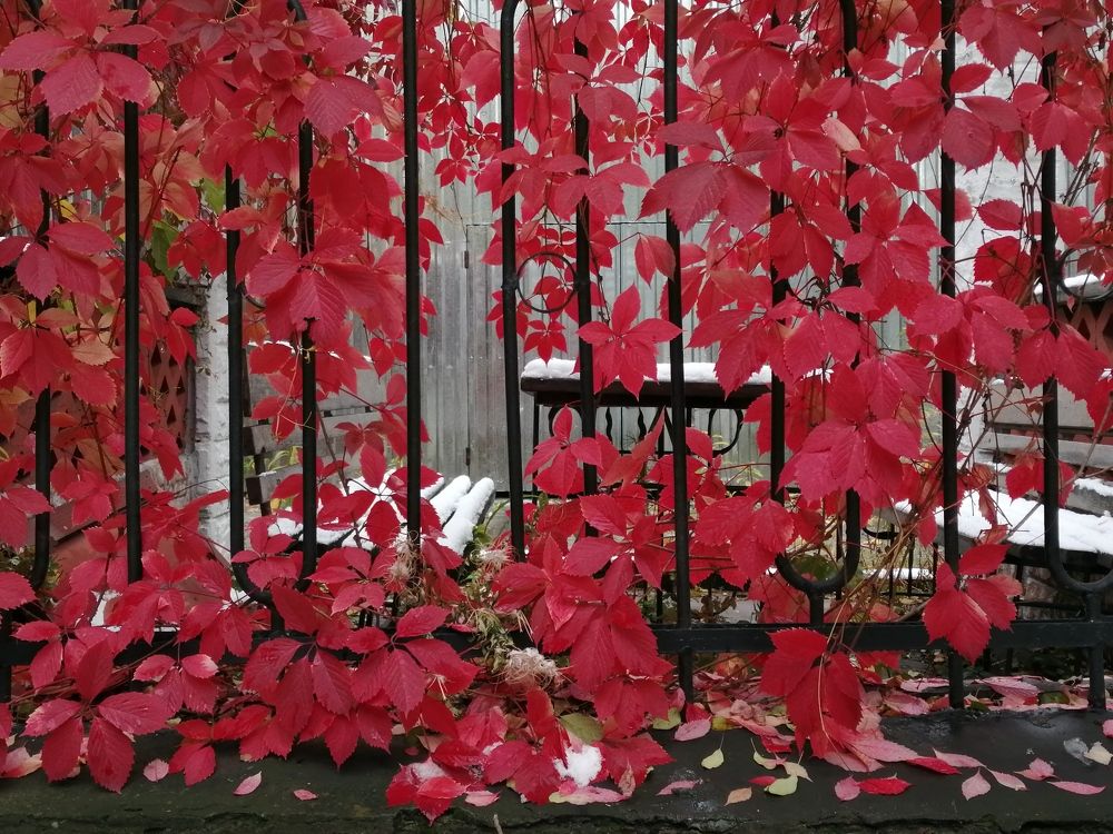Red leaves