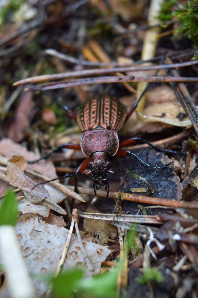Жужелица в лакированных сапожках)