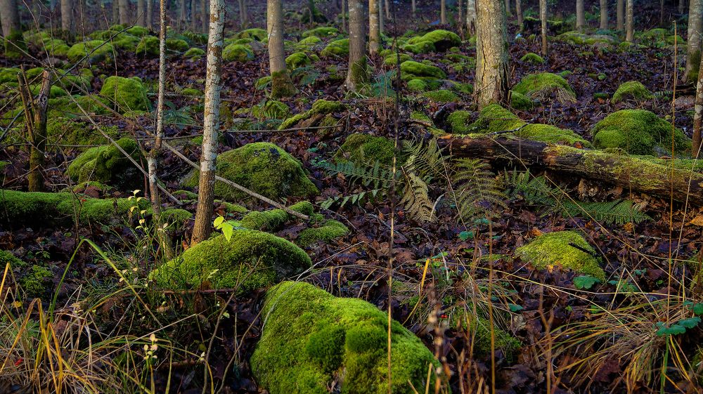Фотография автора Юрий Цыркунов