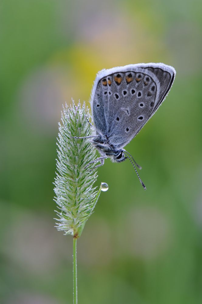Гадание на хрустальном шаре.