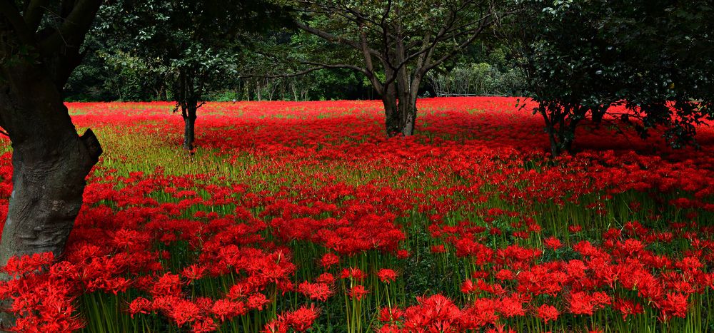 Photograph by Myunggyu Bae