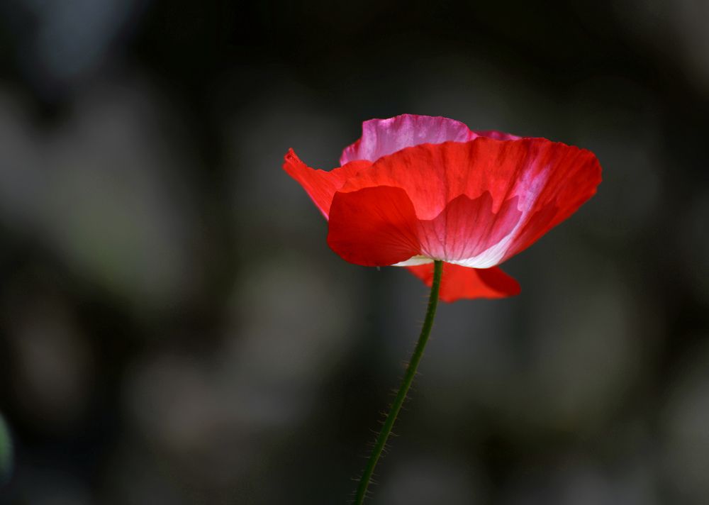 Photograph by Myunggyu Bae