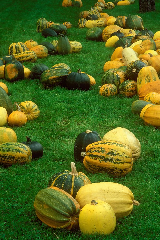 Тыквенная сюита