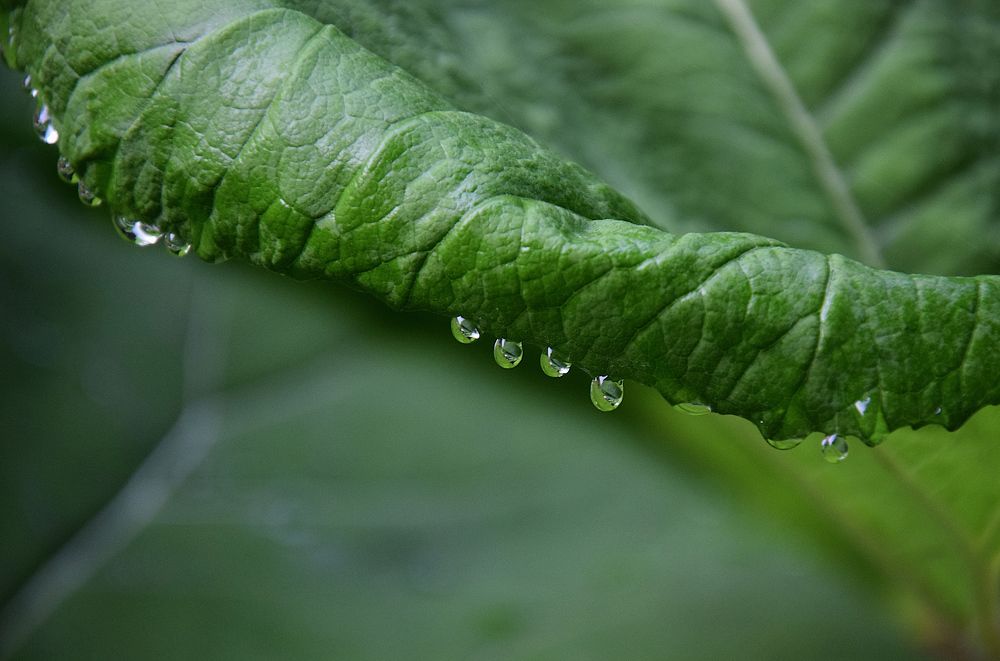 Photograph by Margo Margo