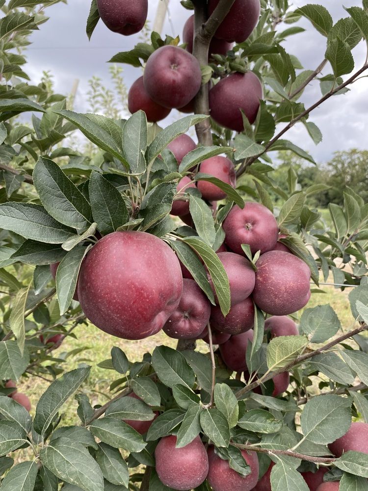 Photograph by Светлана Фесенко