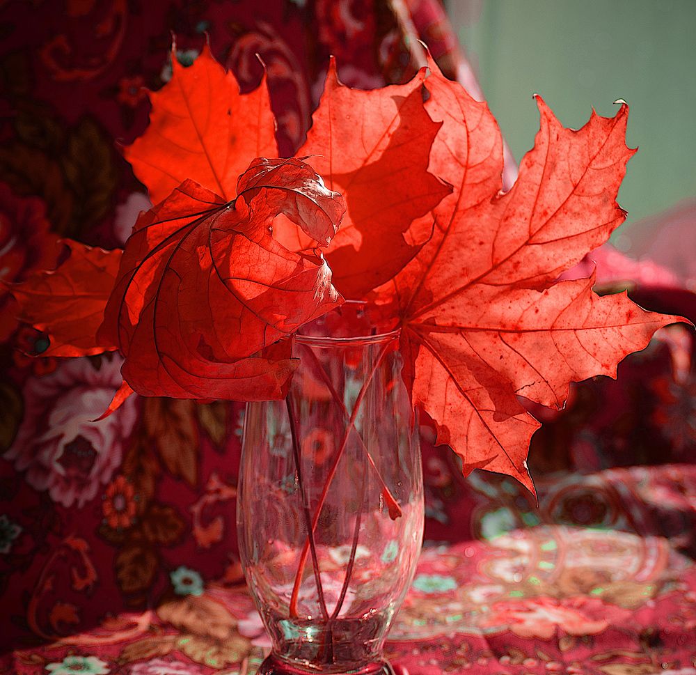 Photograph by Margo Margo