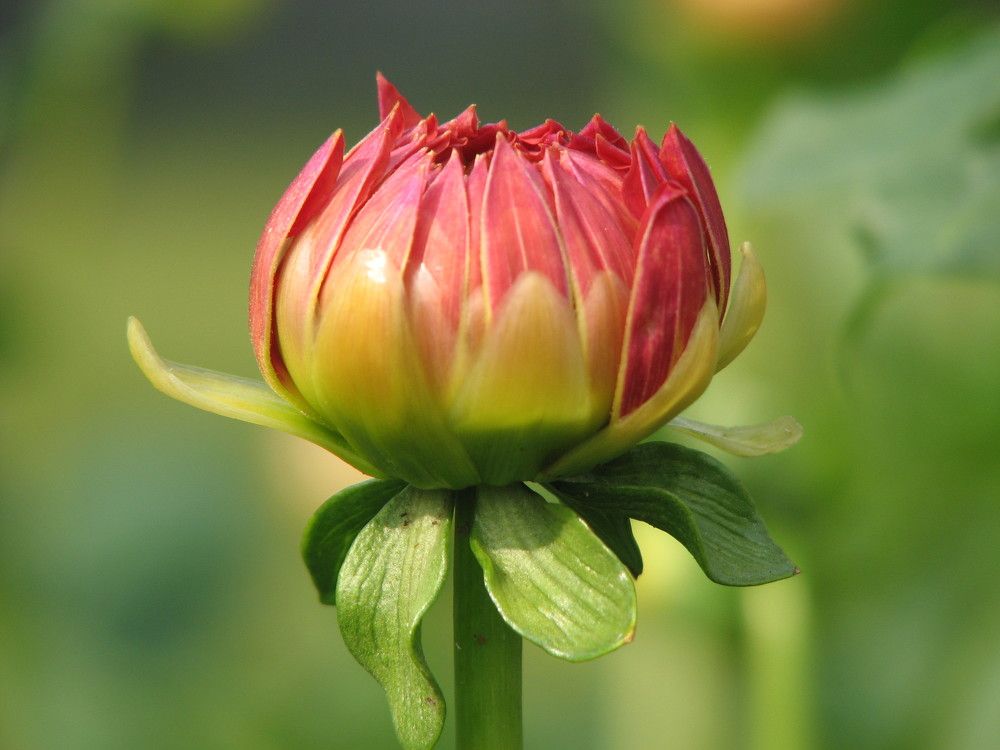 Photograph by SURAJIT SARKAR