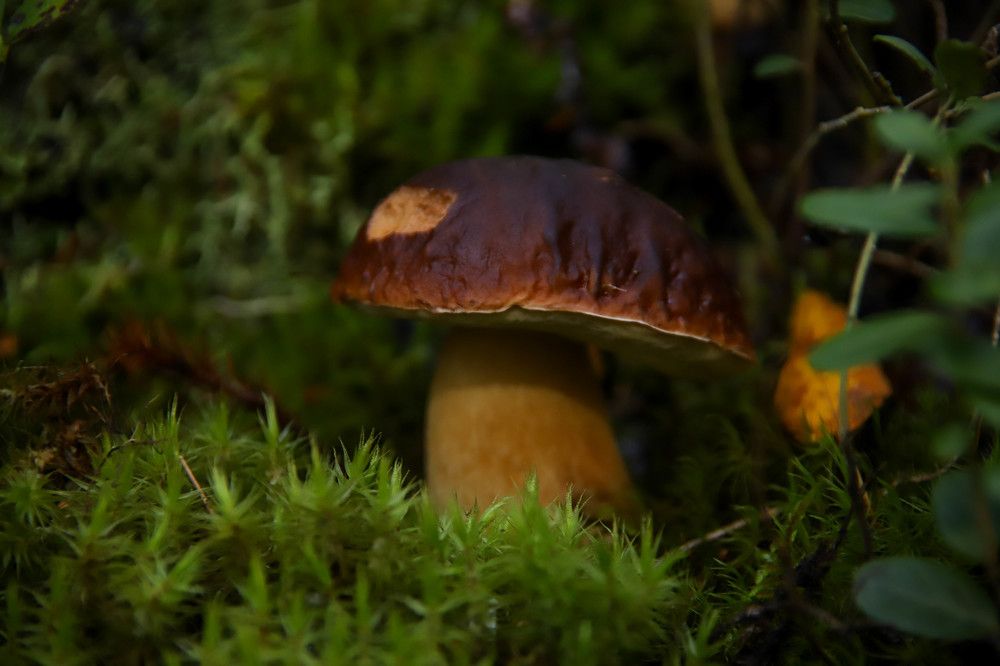 Photograph by Александр Трифанов