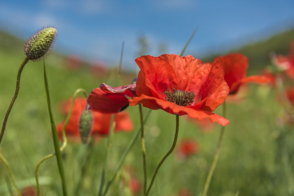 Photograph by Анна Кривицкая