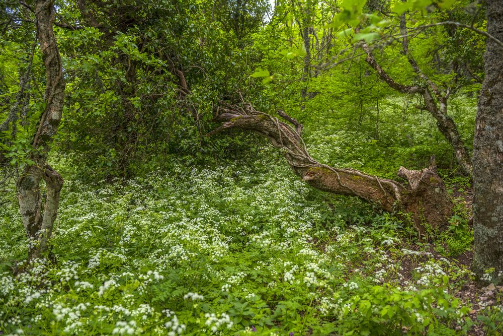 Photograph by Анна Кривицкая