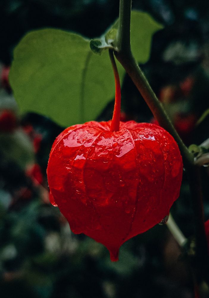 Сердце Осени